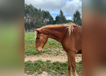 Lusitano, Mare, 3 years, 16 hh, Chestnut-Red
