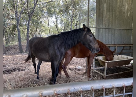 Lusitano, Mare, 3 years, 16 hh, Gray