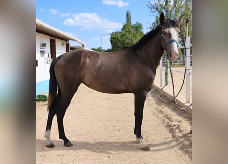 Lusitano, Mare, 3 years, Grey