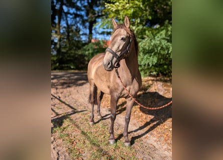 Lusitano, Mare, 4 years, 15,1 hh, Dun