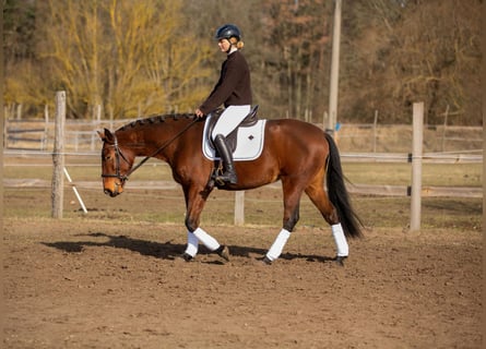 Lusitano, Mare, 4 years, 15,3 hh, Brown