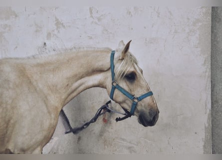 Lusitano, Mare, 4 years, 15,3 hh, Perlino