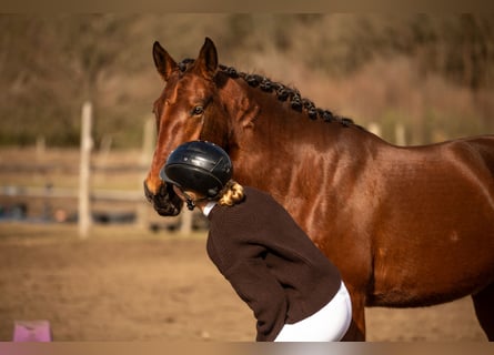 Lusitano, Mare, 4 years, 16 hh, Brown