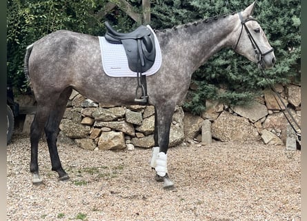 Lusitano, Mare, 4 years, 16 hh, Grey