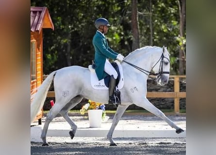 Lusitano, Mare, 4 years, 16 hh, Grey