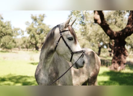 Lusitano, Mare, 5 years, 14.2 hh, Can be white