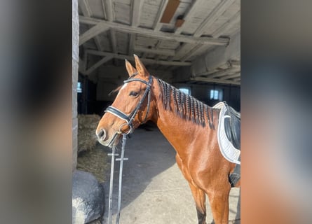 Lusitano Mix, Mare, 5 years, 15.1 hh, Brown