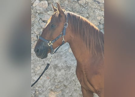 Lusitano, Mare, 5 years, 15.1 hh, Chestnut-Red