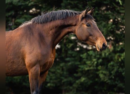 Lusitano, Mare, 5 years, 15,2 hh, Brown