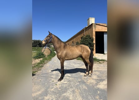 Lusitano, Mare, 5 years, 16.1 hh, Dun