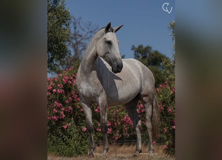 Lusitano, Mare, 5 years, 16,1 hh, Gray-Dark-Tan