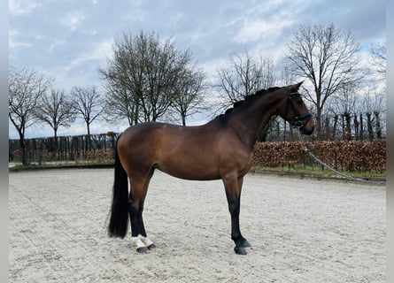 Lusitano, Mare, 5 years, 16 hh, Brown