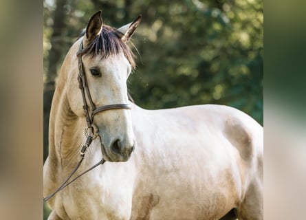 Lusitano, Mare, 6 years, 14.2 hh, Buckskin