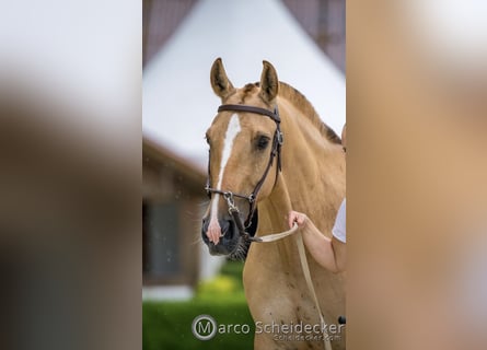 Lusitano, Mare, 6 years, 14,3 hh, Red Dun