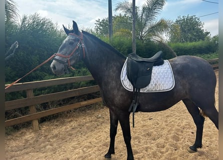 Lusitano, Mare, 6 years, 15,2 hh, Can be white