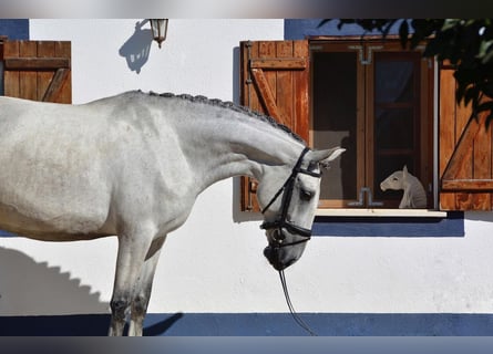 Lusitanos, Stute, 6 Jahre, 16,1 hh, Fliegenschimmel