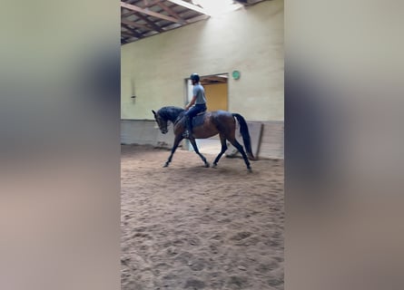 Lusitano, Mare, 6 years, 16,2 hh, Brown