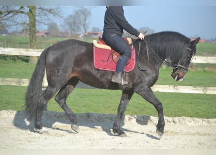 Lusitano, Mare, 7 years, 15.1 hh, Black