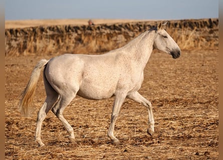 Lusitano, Mare, 7 years, 15.2 hh, Grey