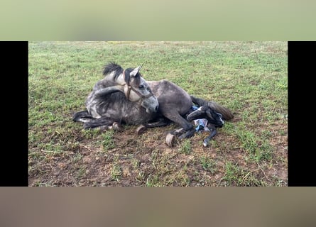 Lusitano, Mare, 7 years, 15,1 hh, Grey-Dark-Tan