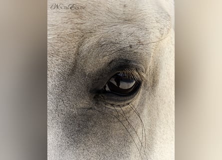 Lusitano, Mare, 7 years, 15,2 hh, Grey-Red-Tan