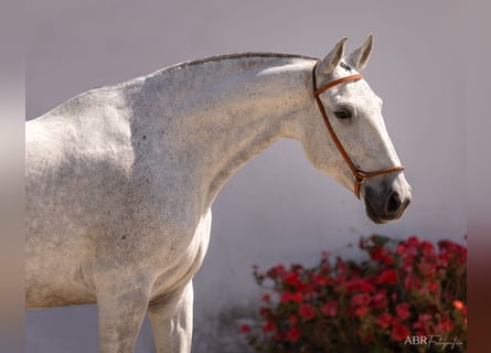 Lusitano, Mare, 7 years, 15,3 hh, Gray