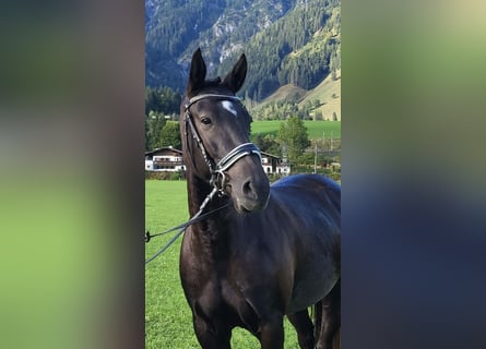Lusitano, Mare, 8 years, 15,2 hh, Smoky-Black