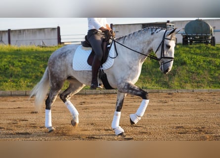 Lusitano, Mare, 8 years, 16,1 hh, Gray