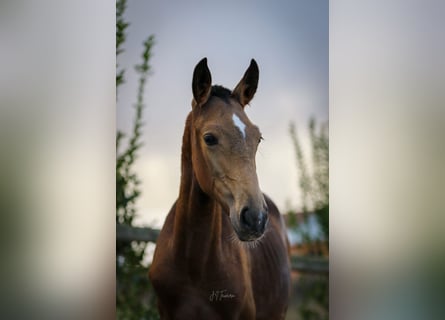 Lusitanos, Stute, Fohlen (03/2024), 15,2 hh, Buckskin