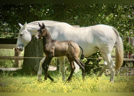 Lusitano, Mare, Foal (05/2026), 15.2 hh, Grey