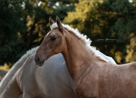 Lusitano, Mare, Foal (04/2024), 16 hh, Palomino