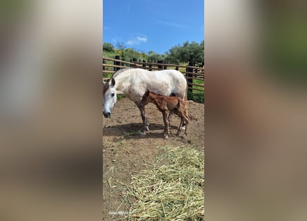 Lusitano, Mare, Foal (04/2025), 16,1 hh, Grey