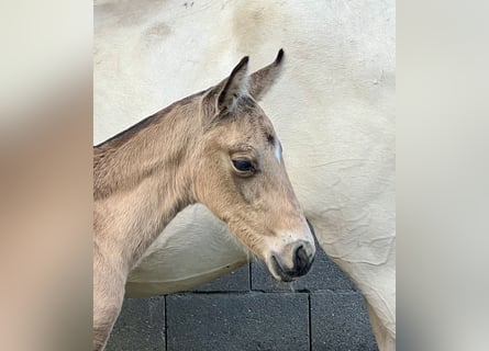 Lusitano, Mare, Foal (04/2024), Buckskin