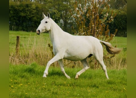 Lusitano, Merrie, 10 Jaar, 158 cm, Schimmel