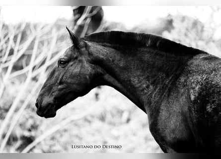 Lusitano, Merrie, 11 Jaar, 157 cm, Zwart