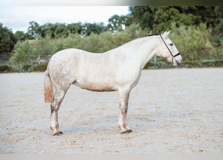 Lusitano, Merrie, 11 Jaar, 162 cm, Schimmel
