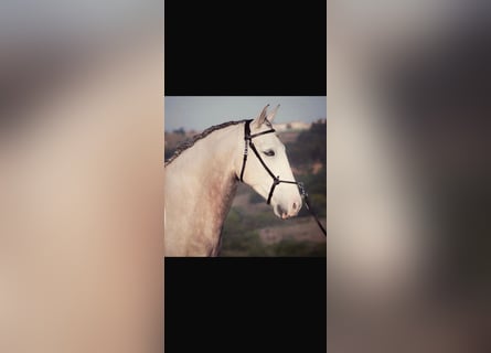 Lusitano, Merrie, 12 Jaar, 160 cm, Schimmel