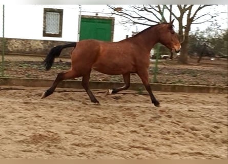 Lusitano, Merrie, 12 Jaar, 163 cm, Roodbruin