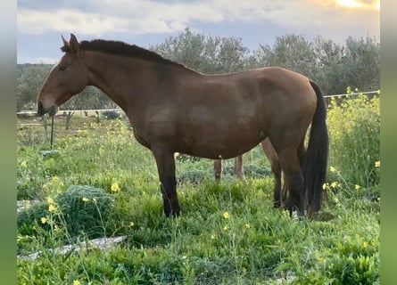 Lusitano, Merrie, 16 Jaar, 165 cm, Roodbruin