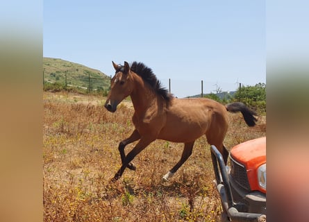 Lusitano, Merrie, 1 Jaar, 160 cm, Buckskin