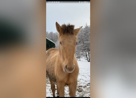 Lusitano Mix, Merrie, 1 Jaar, 162 cm, Pearl
