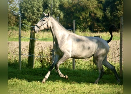 Lusitano, Merrie, 1 Jaar, 165 cm, Schimmel