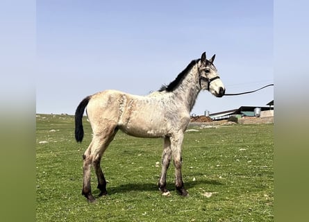 Lusitano, Merrie, 1 Jaar, Falbe