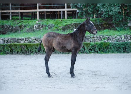 Lusitano, Merrie, 1 Jaar, Schimmel