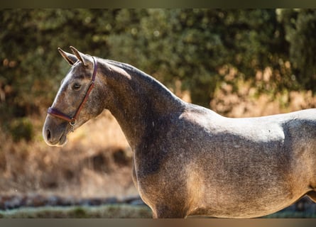 Lusitano, Merrie, 2 Jaar, 160 cm, Schimmel