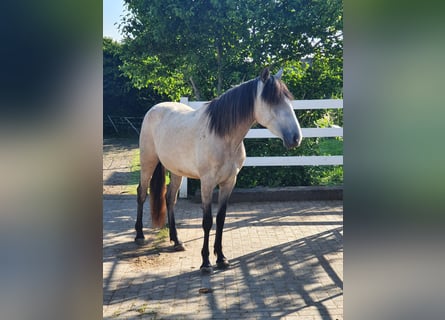 Lusitano, Merrie, 3 Jaar, 158 cm, Schimmel