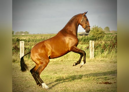Lusitano, Merrie, 3 Jaar, 160 cm, Bruin