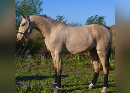 Lusitano, Merrie, 3 Jaar, 161 cm, Buckskin