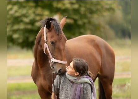 Lusitano, Merrie, 3 Jaar, 162 cm, Bruin
