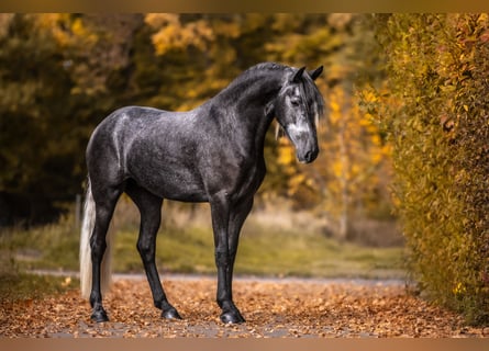 Lusitano Mix, Merrie, 3 Jaar, 166 cm, Schimmel